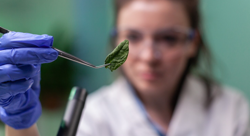 Why We Choose Biofortified Ingredients